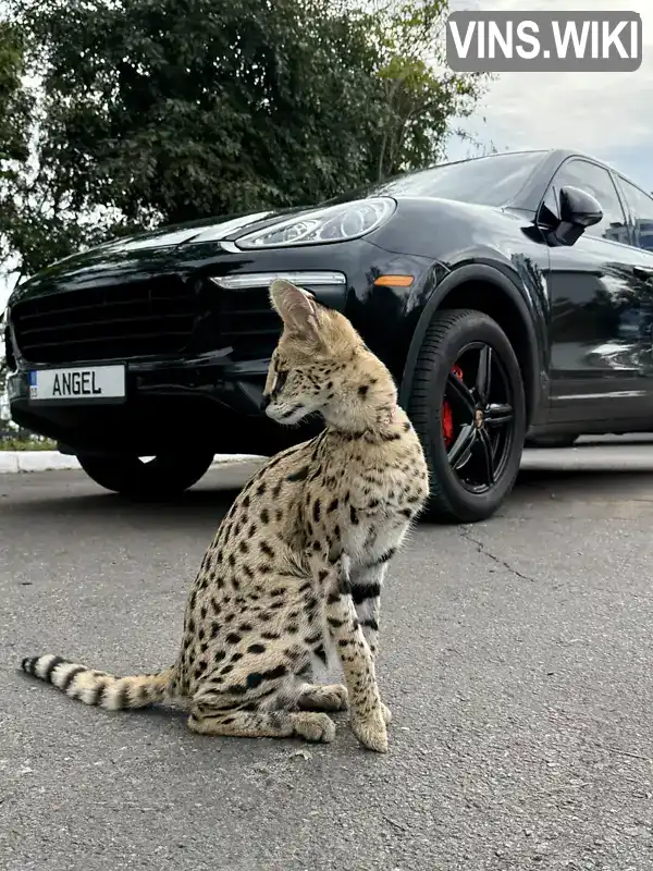 Porsche Cayenne 2015, фото з оголошення 1 з 21, VIN WP1AA2A20GLA11195
