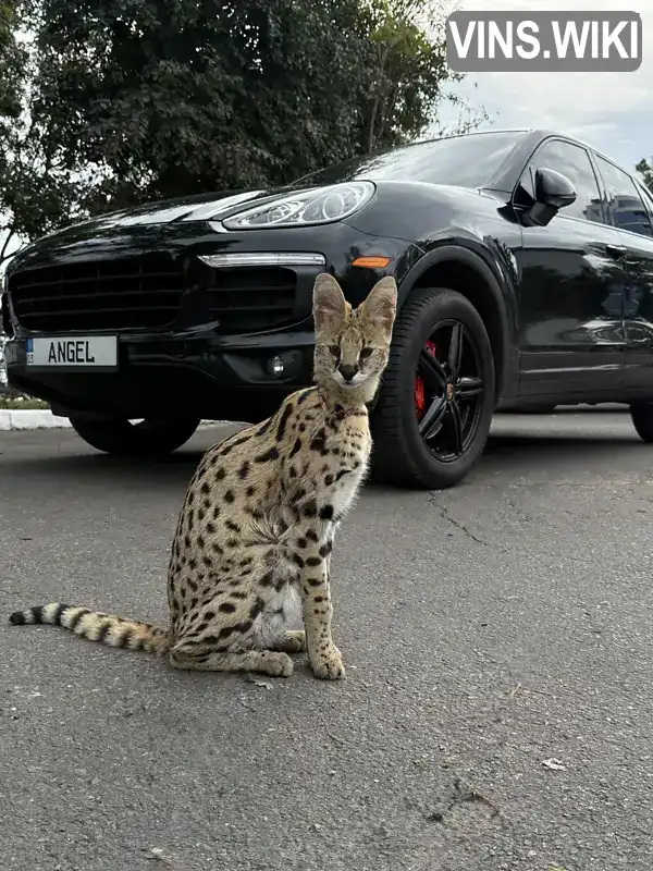 Porsche Cayenne 2015, фото з оголошення 2 з 21, VIN WP1AA2A20GLA11195